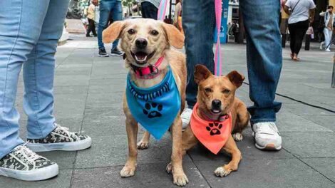 La Dirección de Bienestar Animal de Guayaquil se preocupa por la salud de los ‘peluditos’.