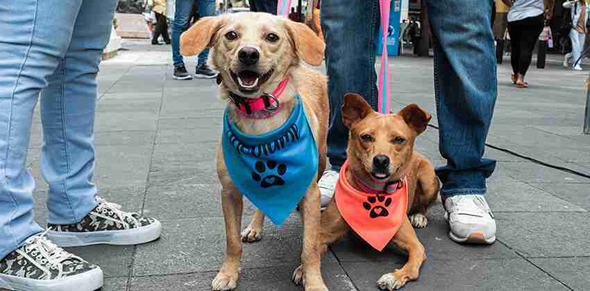 La Dirección de Bienestar Animal de Guayaquil se preocupa por la salud de los ‘peluditos’.