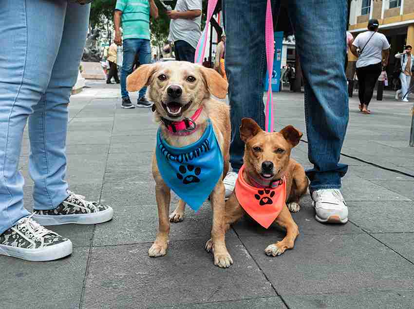 La Dirección de Bienestar Animal de Guayaquil se preocupa por la salud de los ‘peluditos’.