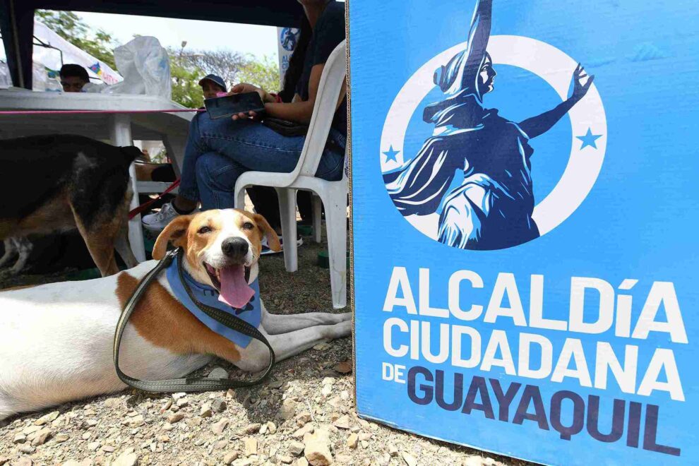 El curso está dirigido a quienes se dedican al rescate, albergue, activismo o cuidado de los animales.