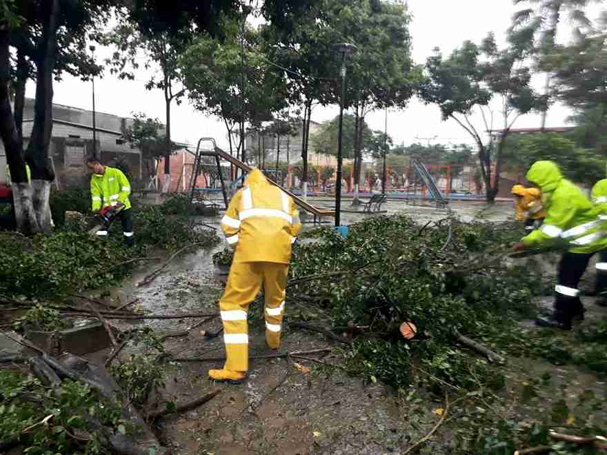 Alrededor de 40 técnicos y operarios, entre ellos personal de Áreas Verdes, se activaron para recoger árboles caídos.