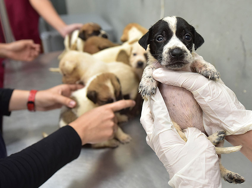 De los 100 perros rescatados que buscan un hogar, 30 son cachorros.