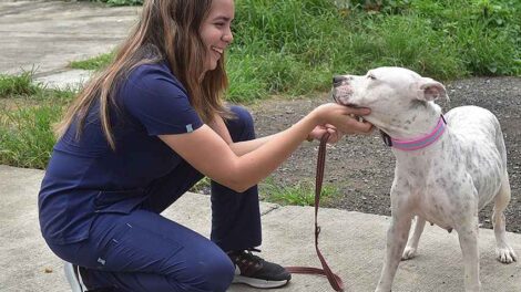 Bienestar Animal lidera la campaña “Adopta Uno de 100” para darle un hogar a 100 perros rescatados.