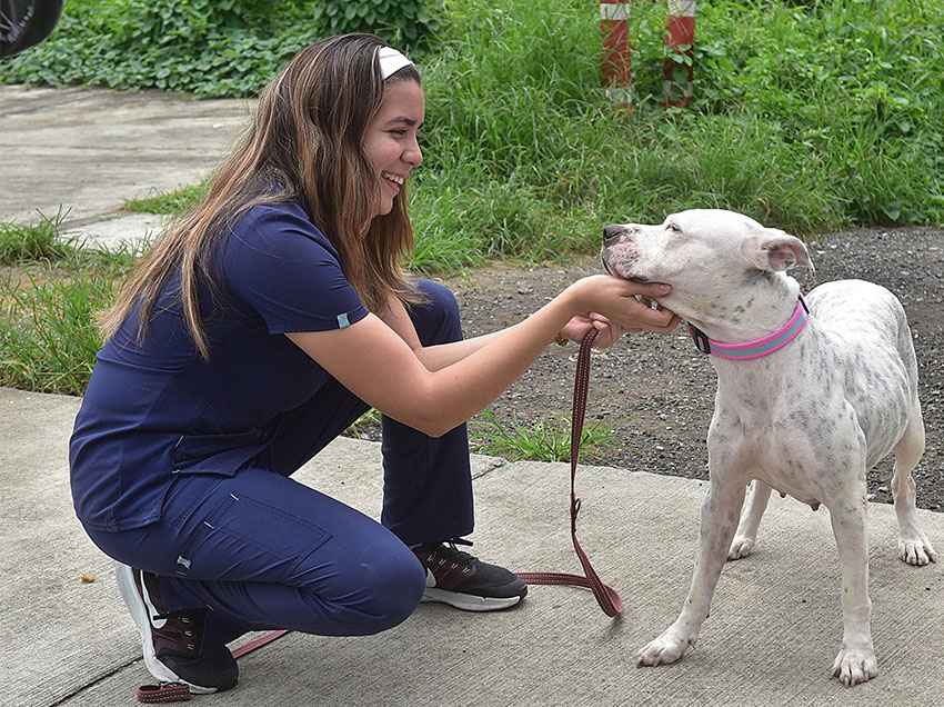 Bienestar Animal lidera la campaña “Adopta Uno de 100” para darle un hogar a 100 perros rescatados.