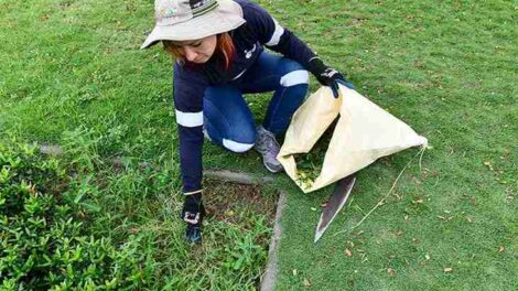 17 mujeres realizan trabajos agronómicos en el Parque Samanes de Guayaquil.