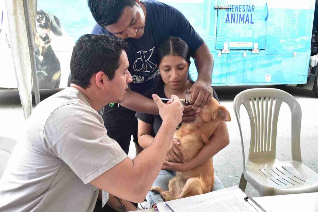 Los animales de compañía también recibieron atención veterinaria. 