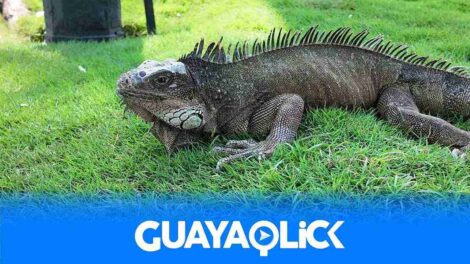 IGUANAS VERDES