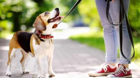 riesgos paseo de perros con correa