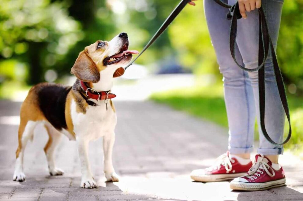 riesgos paseo de perros con correa