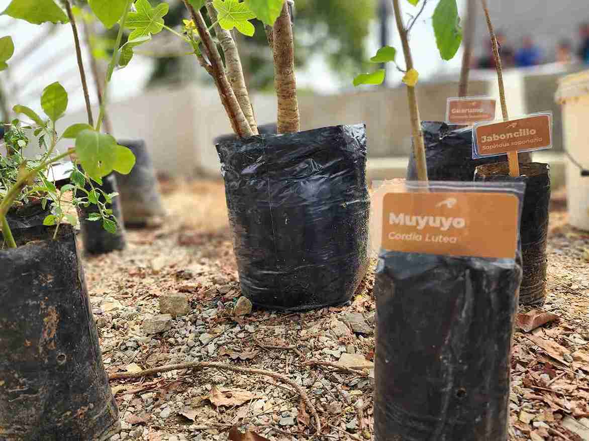 El muyuyo es una de las plantas que se siembran en el Bosque Urbano Nativo.