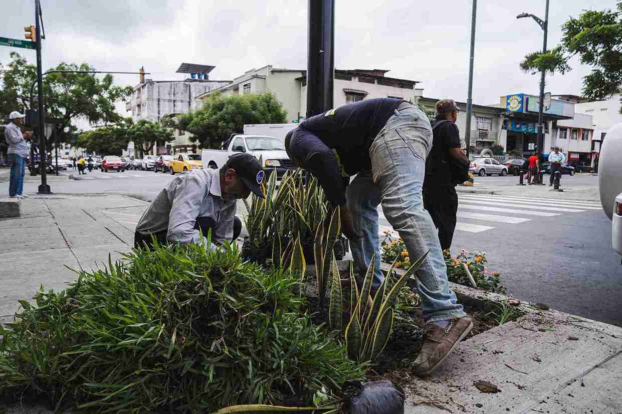 Plantas en calle Ayacucho