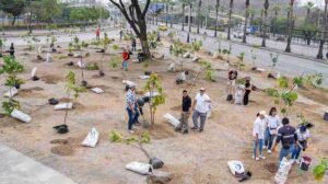 Más de 4.800 árboles nativos plantados en Guayaquil