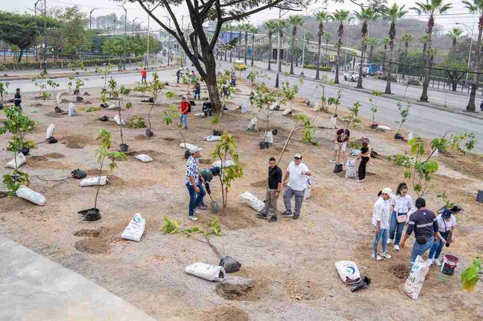 Más de 4.800 árboles nativos plantados en Guayaquil