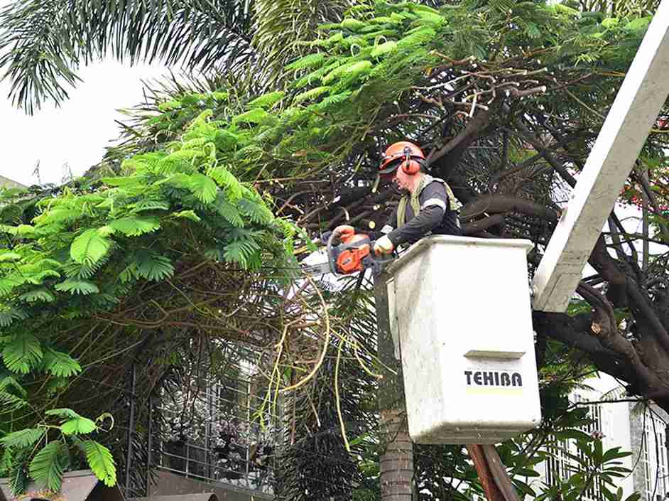 Guayaquil impulsa el mantenimiento de espacios verdes en la calle El Oro