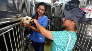 Una veterinaria de Protección Animal atiende al perro de una ciudadana.