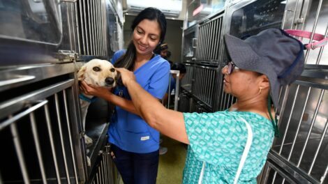 Una veterinaria de Protección Animal atiende al perro de una ciudadana.