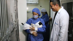 Un médico veterinario del Municipio brinda atención gratuita a una mascota, como parte del modelo integral de bienestar animal en Guayaquil.